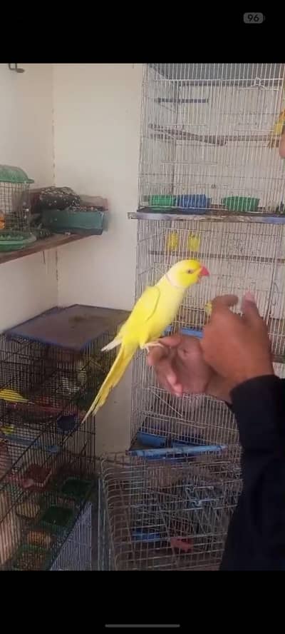 Adult Pair 1st time breed krega