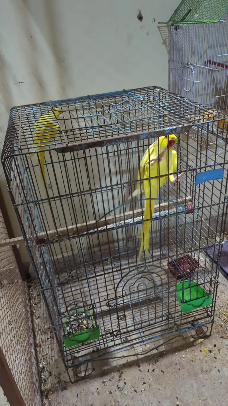 Adult Pair 1st time breed krega — photo 2