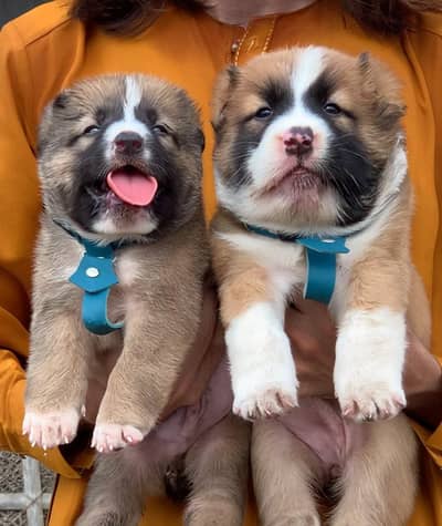 Afghan kochi dog male female for sale available