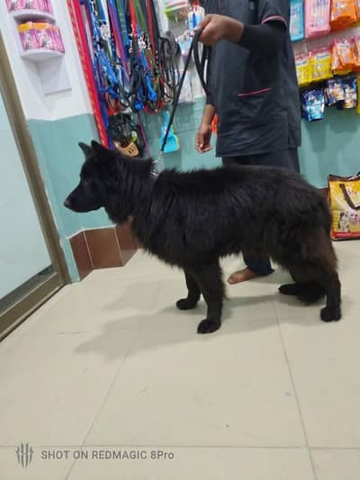 German Shepherd Puppy