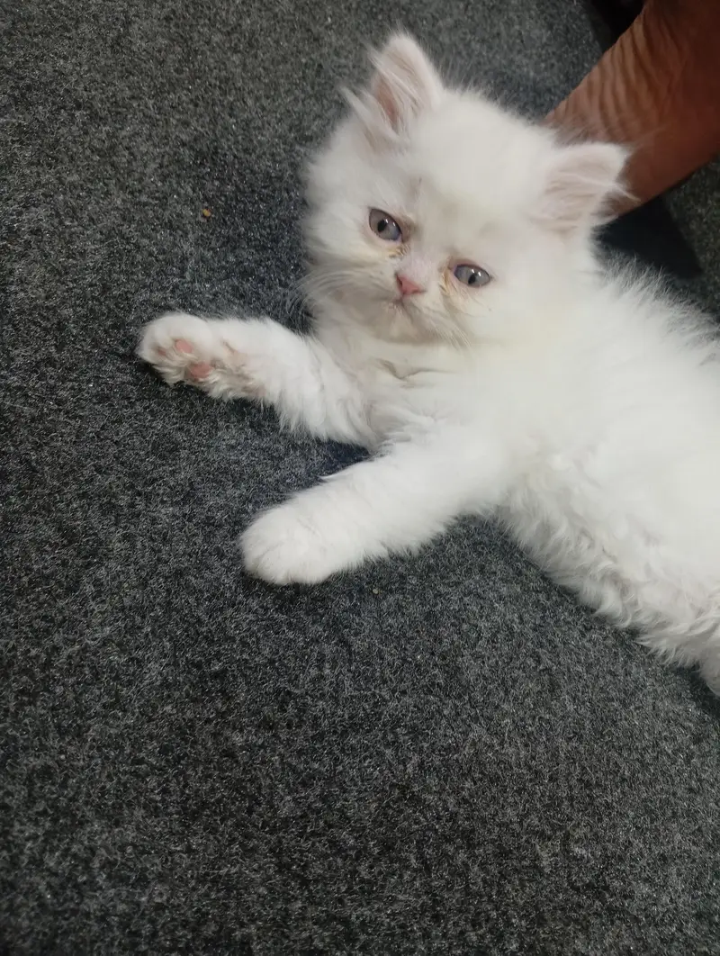 parshion punch face kitten home breed — photo 5