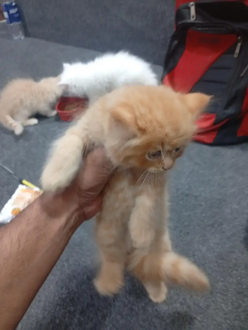 parshion punch face kitten home breed — photo 6
