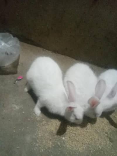 white colour rabbit female with babies