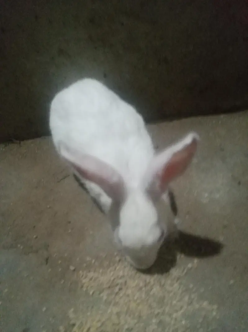 white colour rabbit female with babies — photo 2