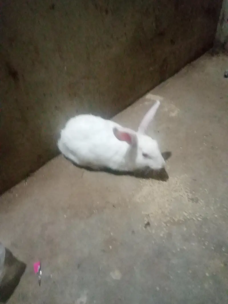 white colour rabbit female with babies — photo 3