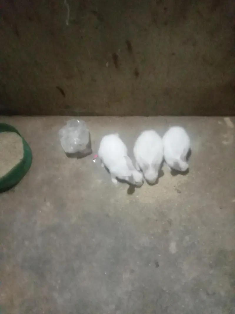 white colour rabbit female with babies — photo 4