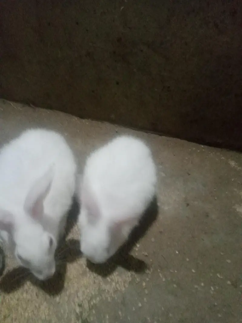 white colour rabbit female with babies — photo 5