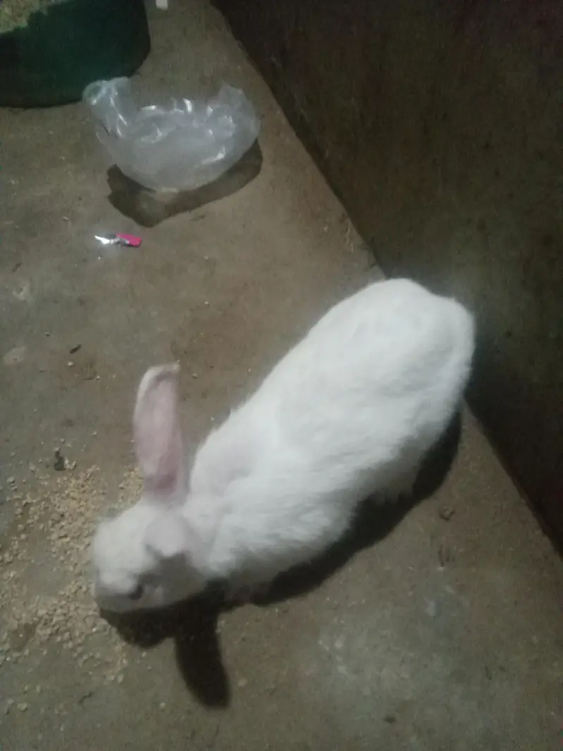 white colour rabbit female with babies — photo 6
