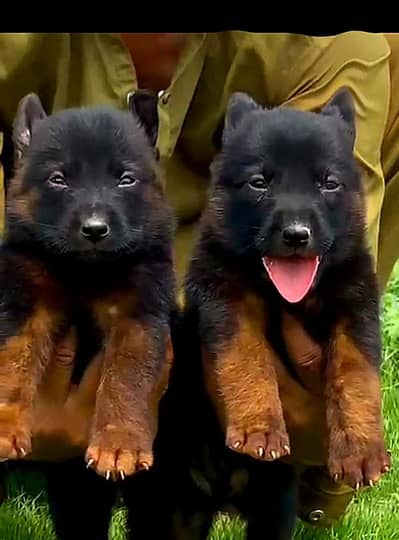 German Shepherd male female available for sale