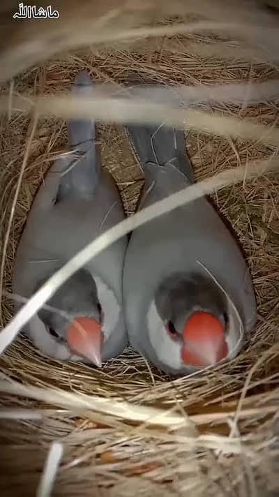 Silver Java Finch