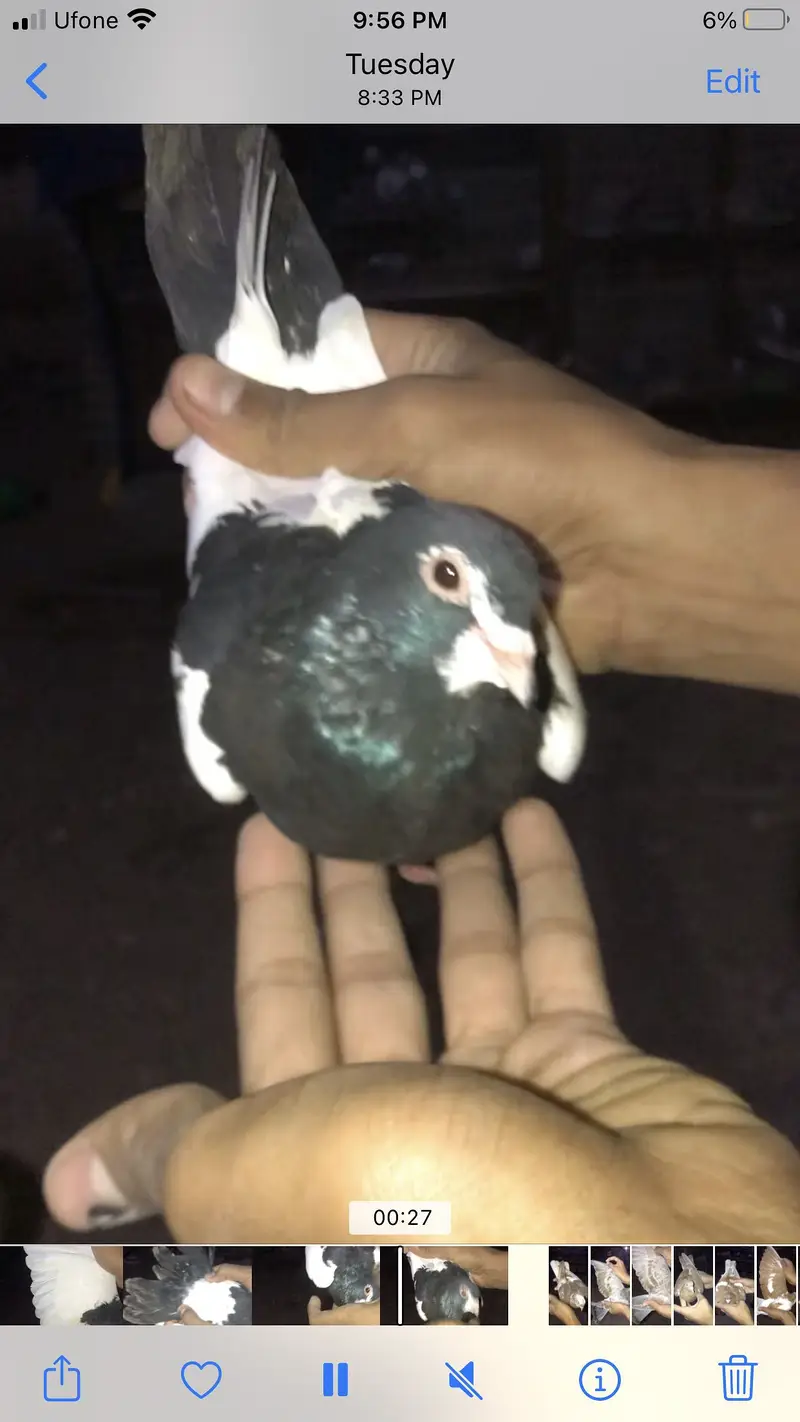 Gola pigeons — photo 3