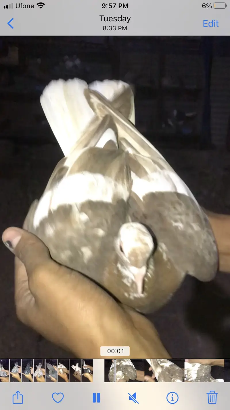 Gola pigeons — photo 4