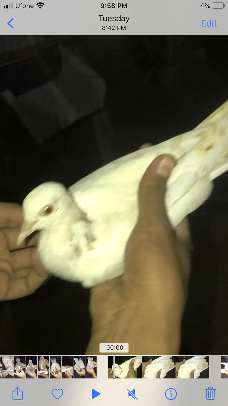 Gola pigeons — photo 10