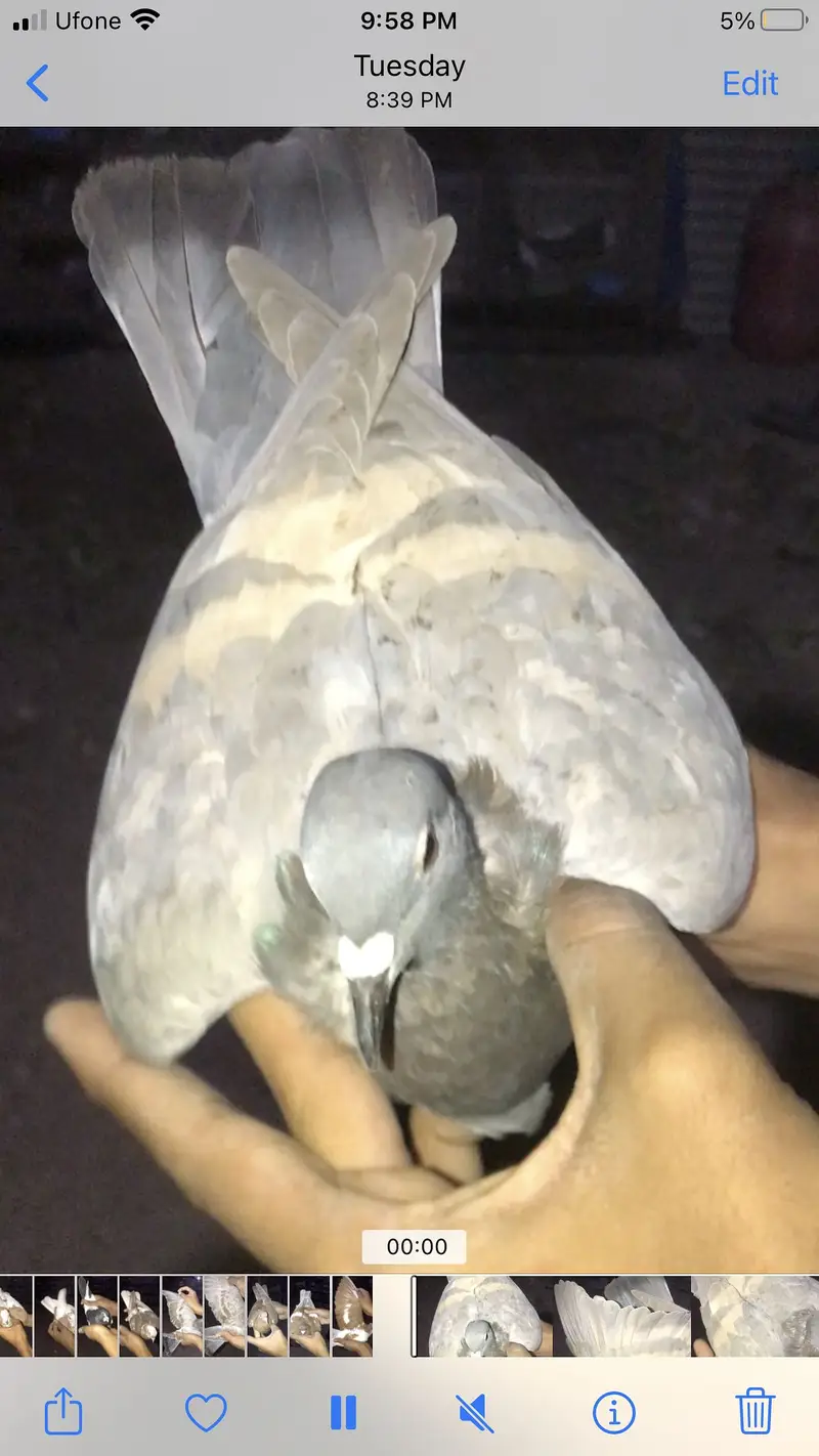 Gola pigeons — photo 11