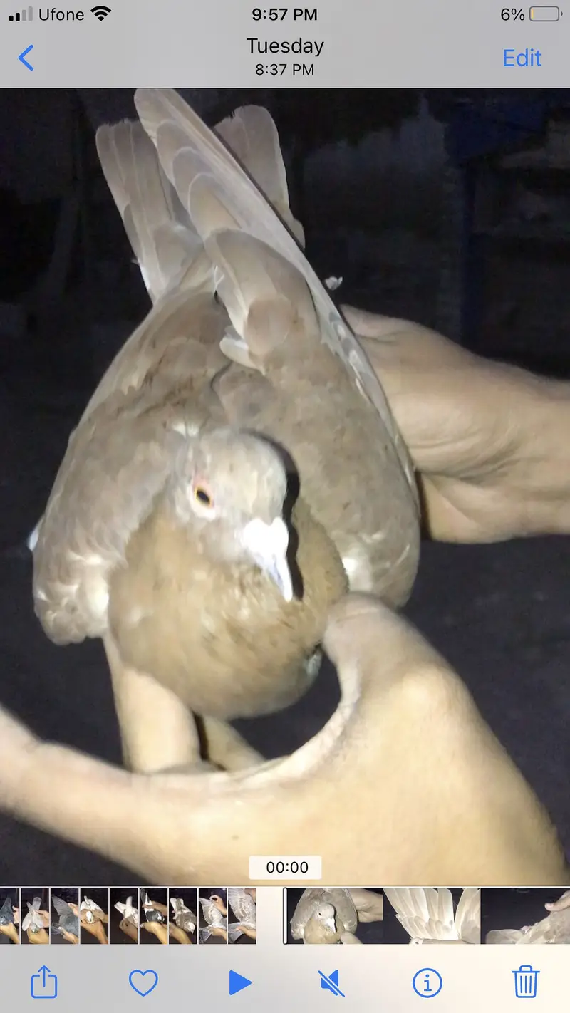 Gola pigeons — photo 12
