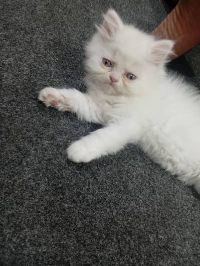 parshion punch face kitten home breed