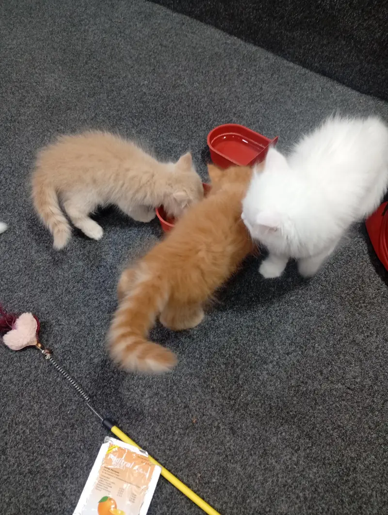 parshion punch face kitten home breed — photo 4