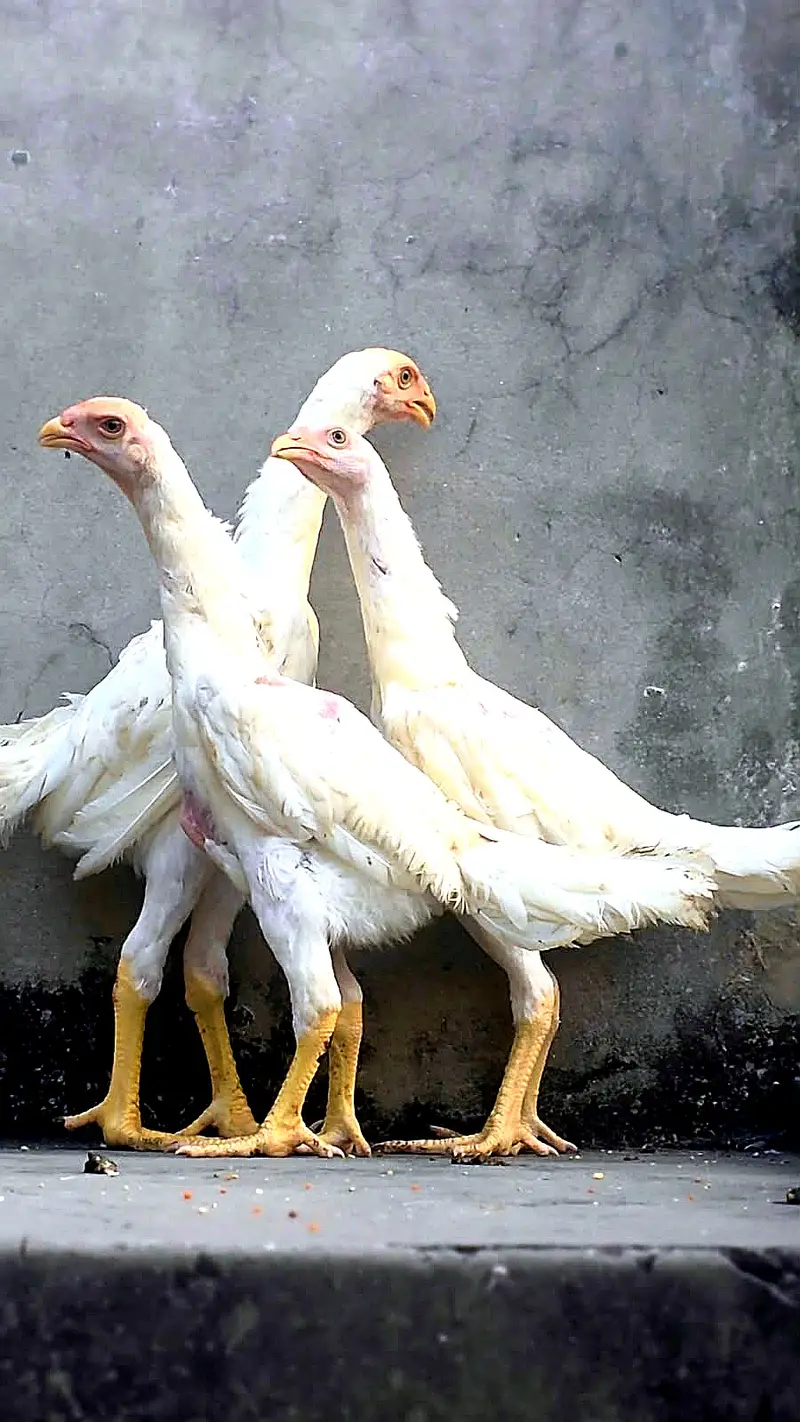 White Shamo Birds for Sale – Healthy & Active — photo 2