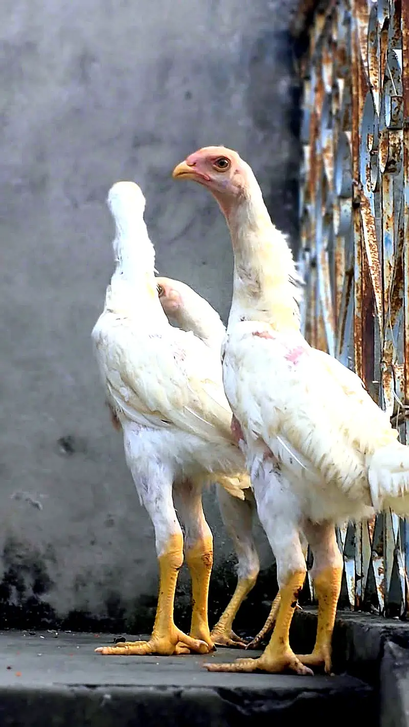 White Shamo Birds for Sale – Healthy & Active — photo 3