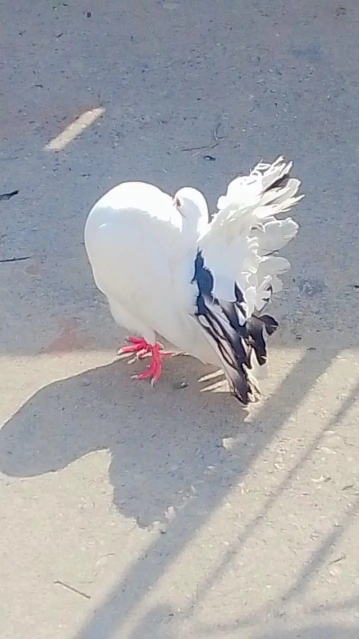 SEMI MODERN BREEDER MALE — photo 2