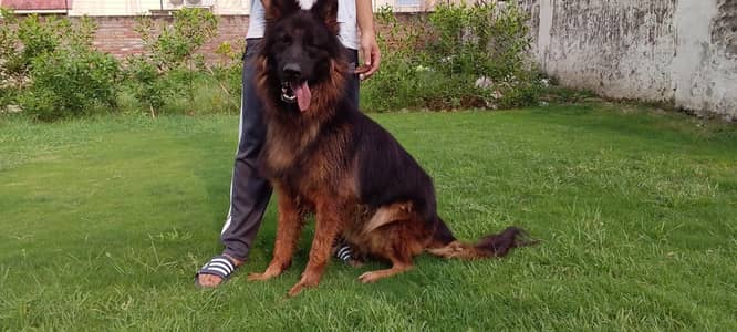 German shepherd Male pedigree 03134111831