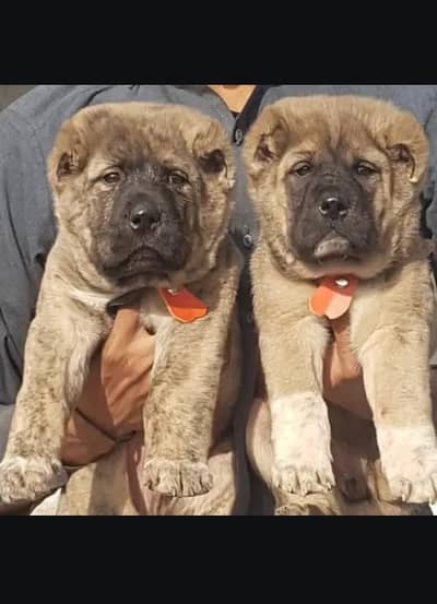 Turkish kangal male and female for sale available