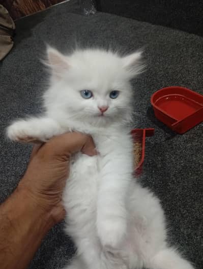 parshion punch face kitten home breed