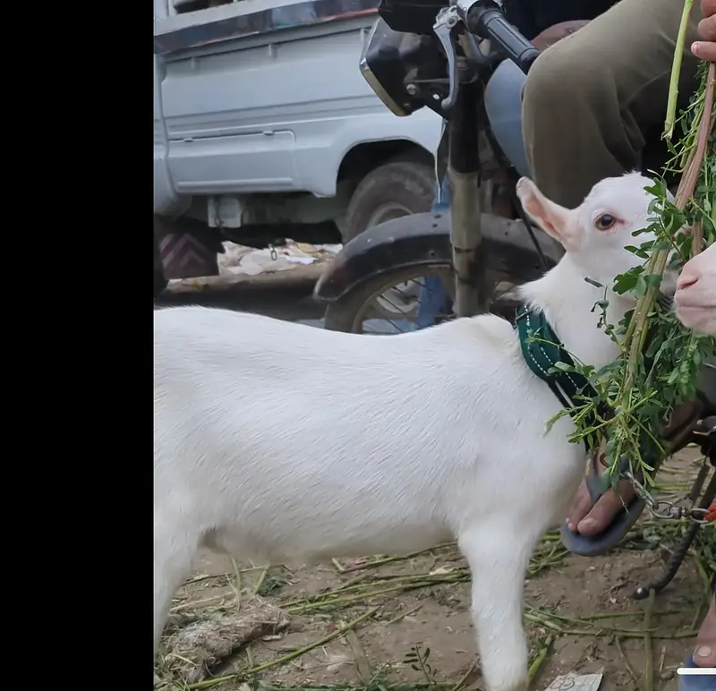 teddy Bakra for sale age 4 month contact 03373123229 — photo 2