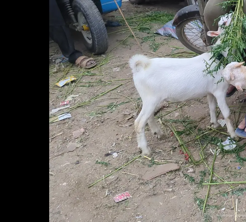 teddy Bakra for sale age 4 month contact 03373123229 — photo 4