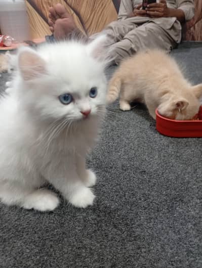 parshion punch face kitten home breed