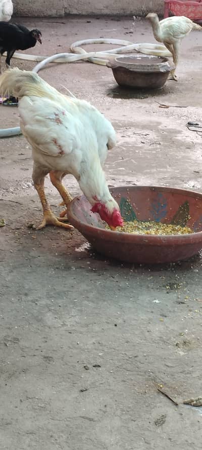 talha murgi wala
