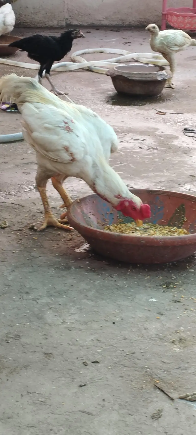 talha murgi wala — photo 2