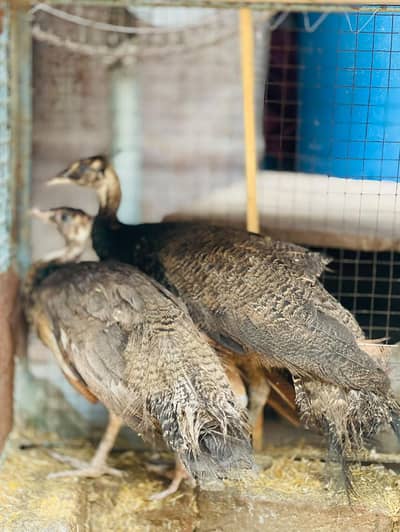 indian blue chicks peacock  03259757269