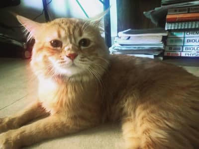 Persian Male cat