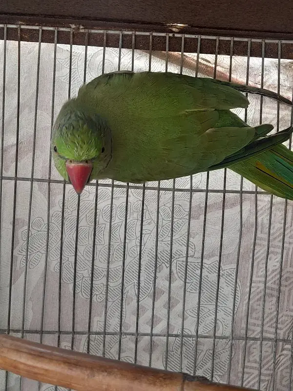 Healthy Male Indian Ringneck Parrot – Green — photo 2