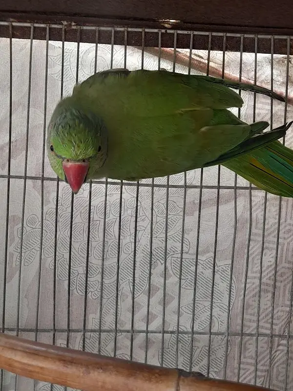 Healthy Male Indian Ringneck Parrot – Green — photo 3