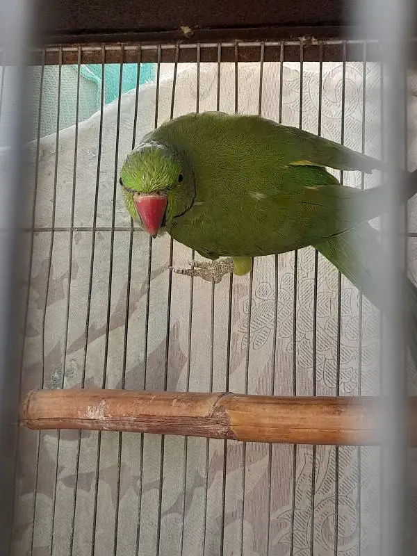 Healthy Male Indian Ringneck Parrot – Green — photo 4