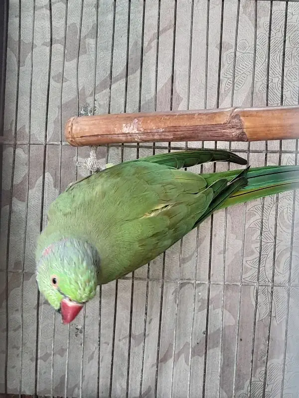 Healthy Male Indian Ringneck Parrot – Green — photo 5