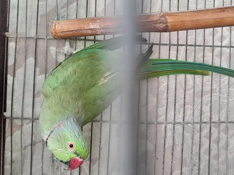 Healthy Male Indian Ringneck Parrot – Green — photo 6