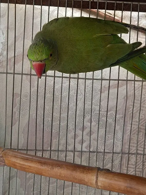 Healthy Male Indian Ringneck Parrot – Green — photo 7