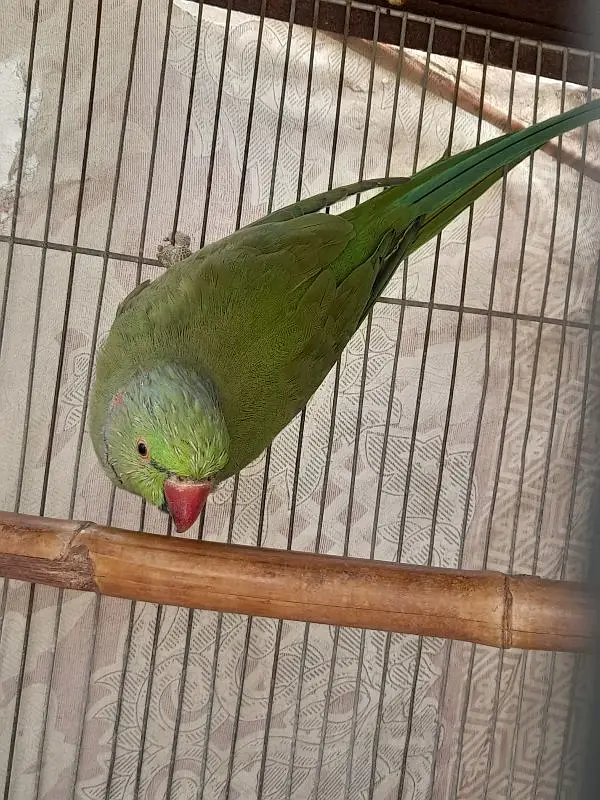 Healthy Male Indian Ringneck Parrot – Green — photo 8