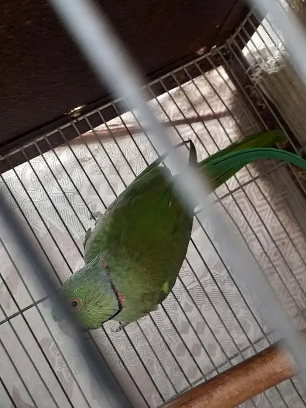 Healthy Male Indian Ringneck Parrot – Green — photo 9