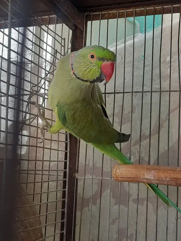 Healthy Male Indian Ringneck Parrot – Green — photo 10