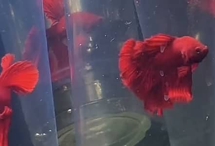 Betta fish A plus grade