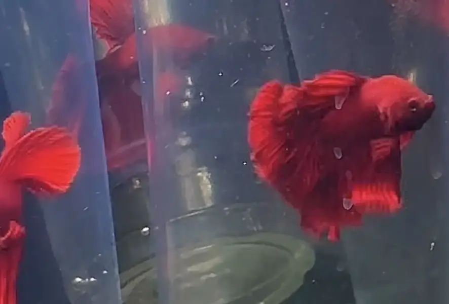 Betta fish A plus grade