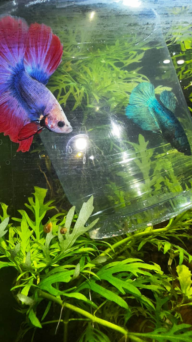 Betta fish A plus grade 1