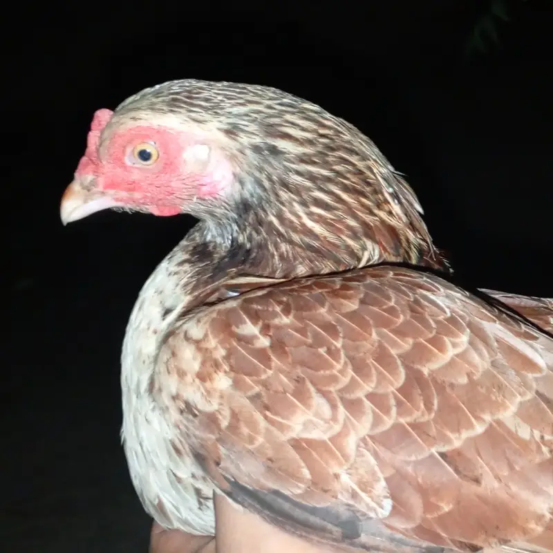 Beautiful nasli or achi aseel madi for sale — photo 3