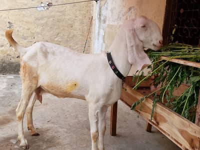 Rajanpuri Goat