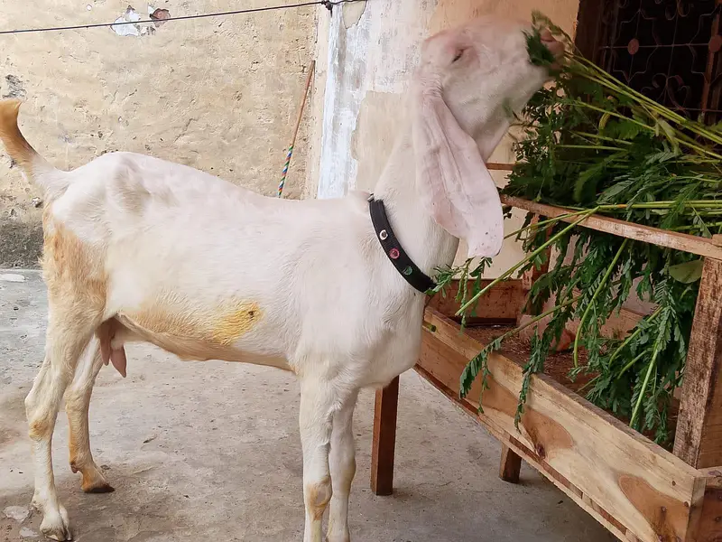 Rajanpuri Goat — photo 2