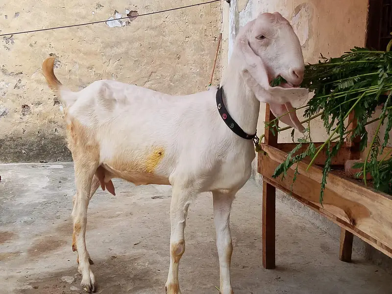 Rajanpuri Goat — photo 3